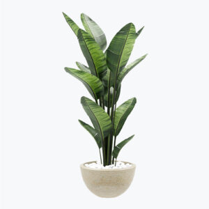 Ficus