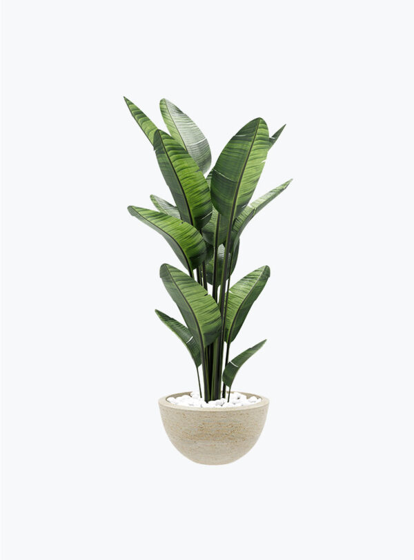 Ficus